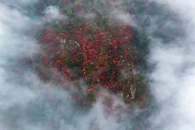 嵩山红叶预告，第一波惊艳正在上线！