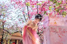 乐享春日时光！新华社聚焦昆明樱花烂漫图片