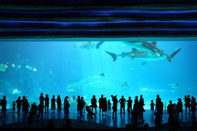 冰雪游升温，科技文化研学受热捧，今年寒假你带孩子去哪玩