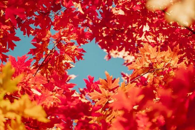 藏不住了！攒了整个秋天的北医美景，立冬前全部分享！