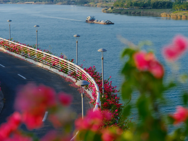 秋染良庆！异木棉粉、三角梅艳，这片土地藏着最缤纷的秋日浪漫