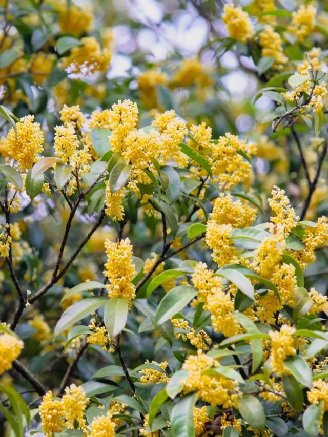 季节限定！浙江这些宝藏赏桂地与你“香”约~