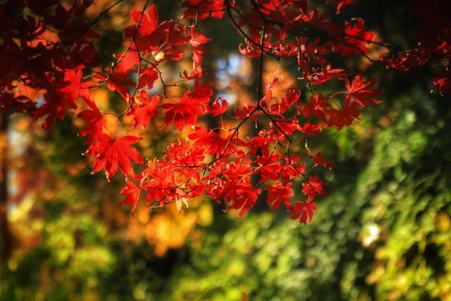 长宁的秋叶，红得醉人……