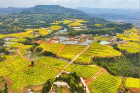 726.8亿斤！四川粮食年产量创历史新高图片