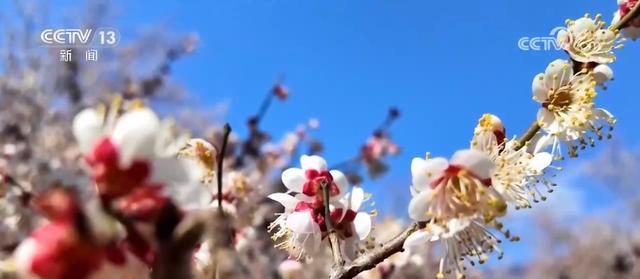 又是一年赏花季 邂逅春日浪漫 “赏花+”为农文旅消费“增香添彩”
