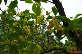 秋雨来桂花香，长沙“寻香”地图请收好图片