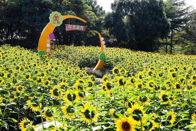 专属中山的限定浪漫花海来了！购票全攻略→