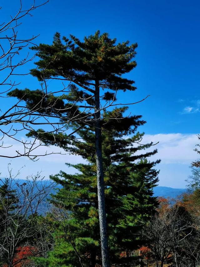 省媒看白山 | 吉林日报：四方山中秋意浓 层林尽染似画卷