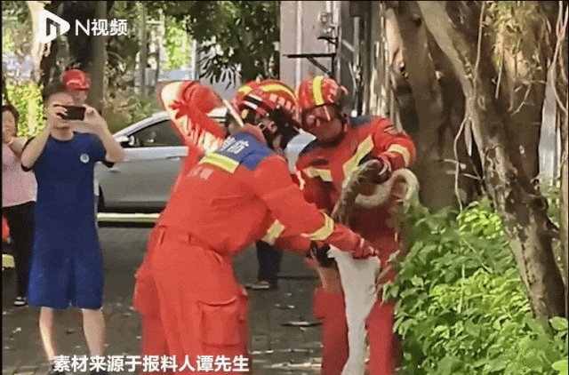 深圳一路边大树上惊现2米长大蟒蛇！
