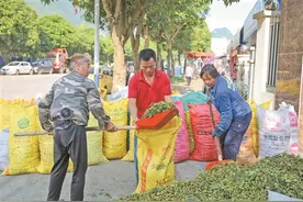 又到八角丰收时图片