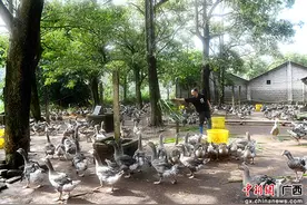 广西容县六王镇：养鹅增收富农家图片