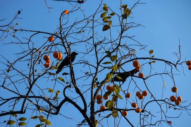 当立冬遇见金秋，北京动物园赏秋打卡攻略
