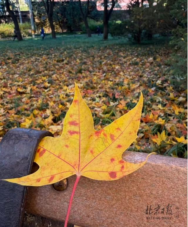 秋色不等人！北京彩叶树变色率播报（2025.11.10）