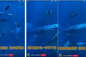 机器鱼代替真“鲸鲨”！有人感觉被骗，但真相更揪心图片