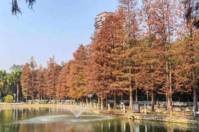 南宁冬日顶流变色了，这几个地方的落羽杉美到失语→