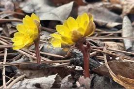 冰凌花开！  这次在长春南湖公园图片