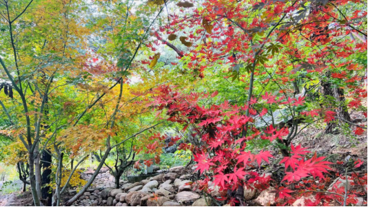 畅游青岛 文明相伴｜山海披红装，崂山进入高饱和度的秋天！