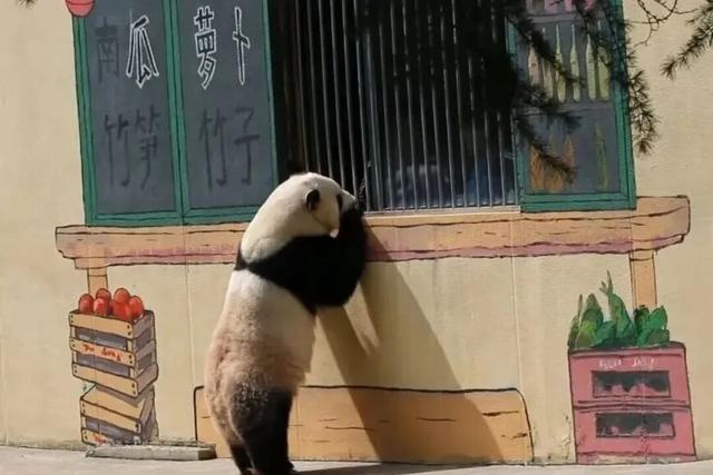 一键收藏！中秋遇国庆，带上这份攻略畅游曲江！