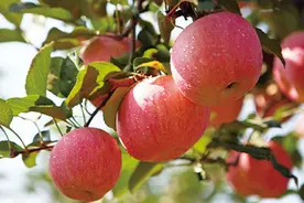 徐州丰县：产业融合 绘就高质量发展新“丰”景图片