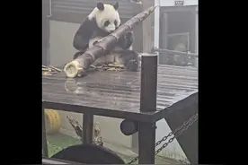 大熊猫吃笋整出了扛炮筒的架势 网友：一根管饱图片