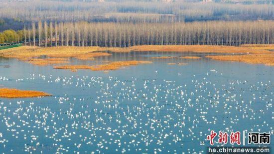 河南三门峡：天鹅黄河湿地越冬 勾画冬日生态美景