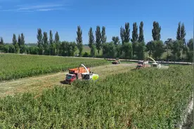 奏响“丰收曲”！ 宁夏农垦二十万亩青贮玉米开镰收割图片