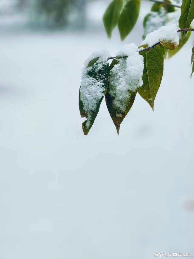 雪中泉城公园美不胜收