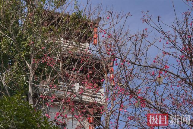 武汉龟山公园早樱“抢跑”成功 冬日限定浪漫拉满