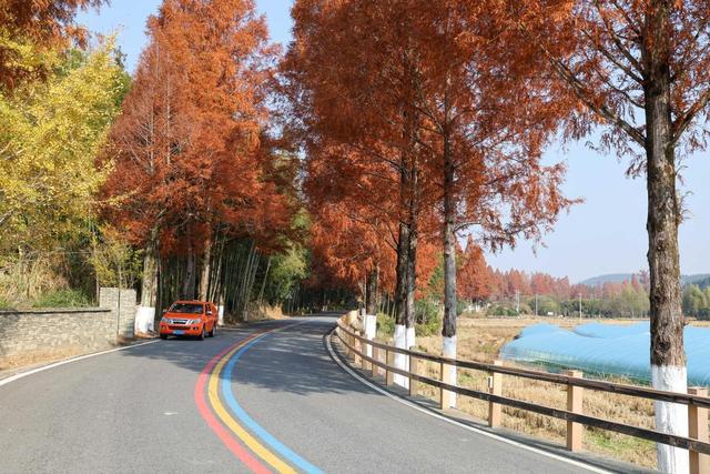 福建武夷山：匠心守护赏景之路