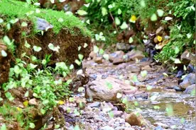 云南元江：河谷地带迎上亿只蝴蝶集中羽化获新生图片