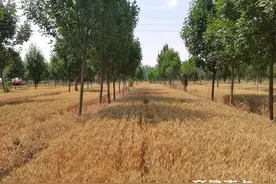 麦收记忆（一）图片