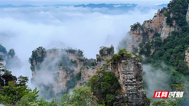雨后杨家界云海翻涌 峰墙奇景引客来