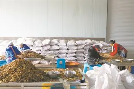 黄泥河镇：小黄姜加工带动群众增收图片