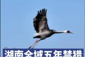 湖南全域五年禁猎，非法猎捕候鸟等可入刑图片