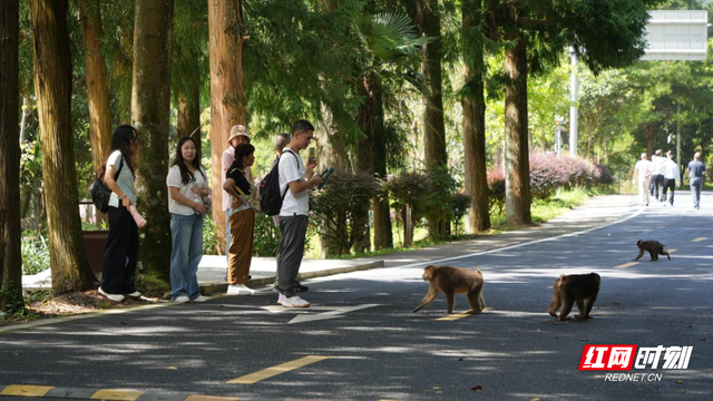 宜章莽山：“旅发效应”催热“生态游”