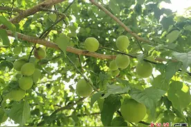 广西环江万亩青梅成熟上市图片