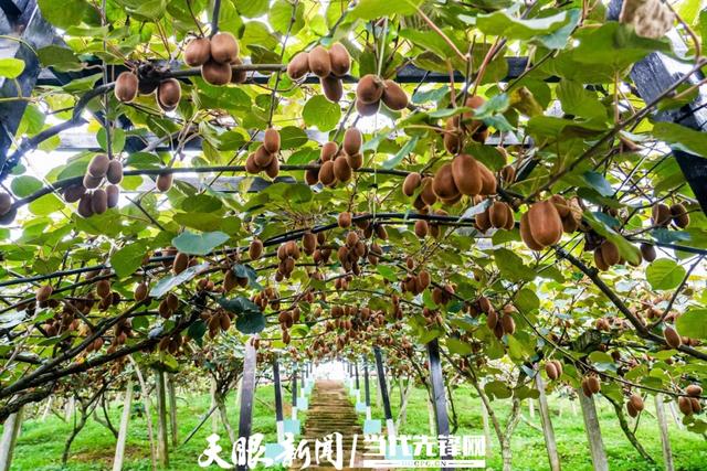 修文猕猴桃鲜甜滋味满溢贵阳