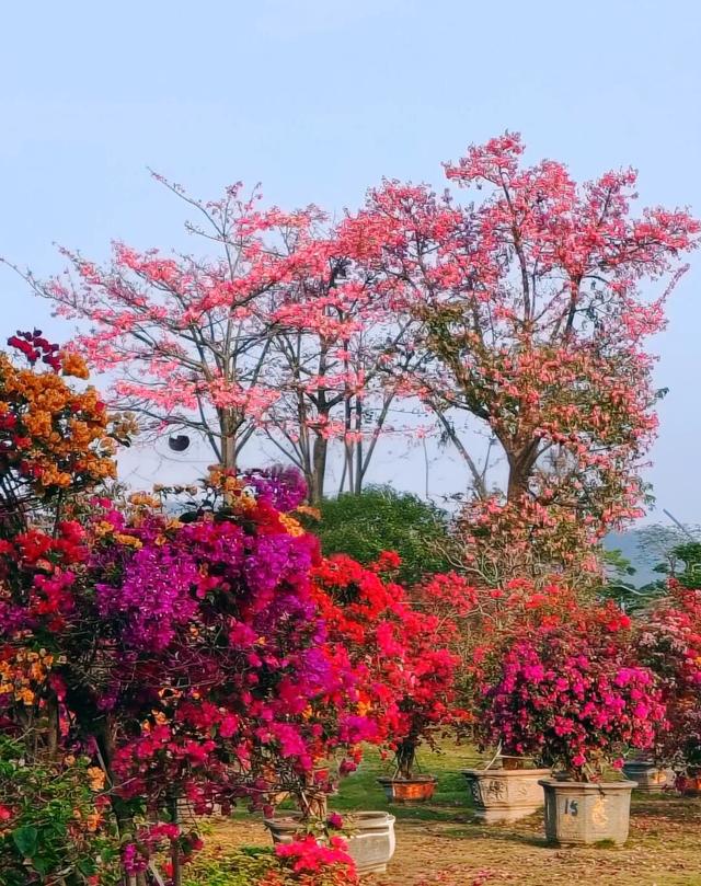 赏花撸萌宠、水果采摘、围炉煮茶……来珠海这里跨年，太精彩！