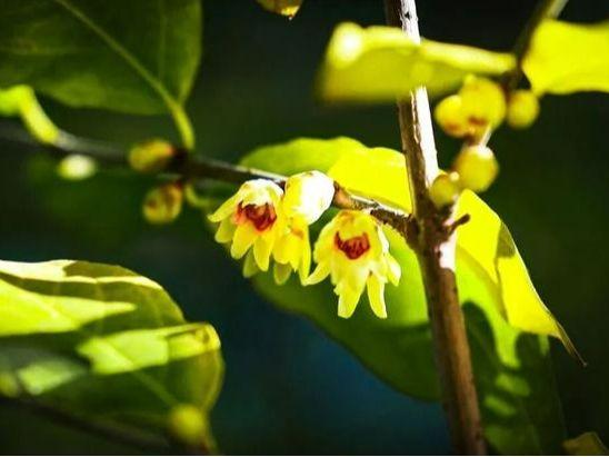 北京号最精彩 | 太惊喜！京城第一波蜡梅开啦！位置就在——