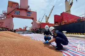 茂名口岸首次进口高粱图片