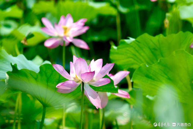 畅游济宁微山湖，万亩荷花别样红