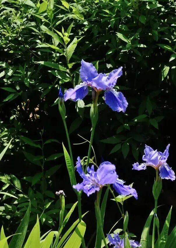 四季流转，青浦这座公园的颜值从来不掉线！