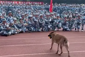 当消防犬出现在军训现场，秒变“大学生诱捕器”，场面一度失控图片
