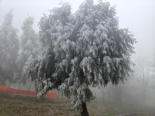 美如童话！融水尧告牧场迎来今冬首场雾凇