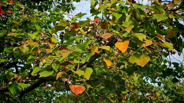 秋日限定“色卡”！来长宁“郊野公园”免费漫步赏景→