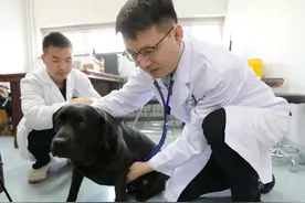 国际导盲犬日来临，北京农学院面向全市在役导盲犬开展免费体检图片