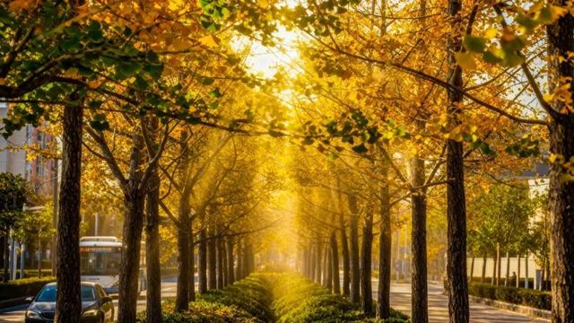 落叶、麦田、银杏……快来收藏这份秋日漫步地图