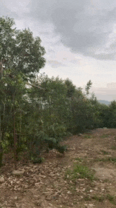 真不懂，为啥现在的明星和有钱人都偏爱这个“烂木头”？