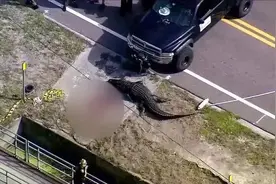 美国：4米多长巨鳄被发现在路边"吃人"！警方已确认死者身份……图片