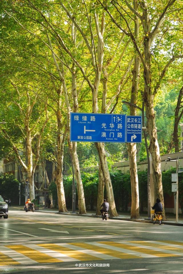 武汉为百年古树建公园，免费开放！